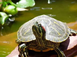 巴西红耳龟要怎么养?它喜欢吃什么？