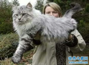 盘点世界上最珍贵的猫的品种 加拿大无毛猫天然萌最珍贵 2 