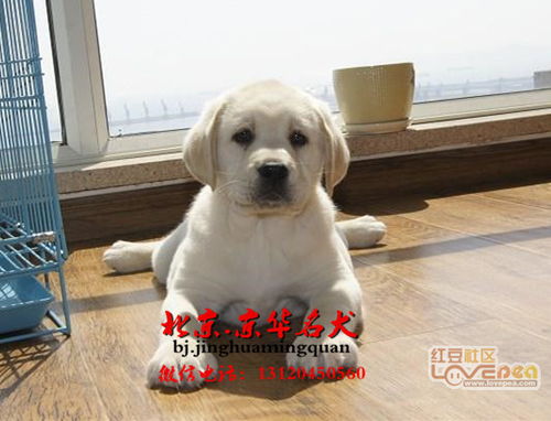 北京纯种拉布拉多犬价格 出售纯种拉不拉多 