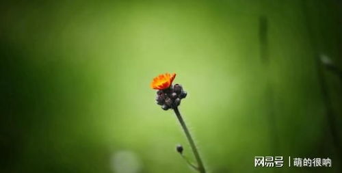 摩羯座未来三十天复合指南,需要能量确定,也还需要更多的自信