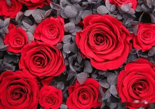 山东中亚旅行社今日播报 美时美刻 旅行故事商城有着一群卖玫瑰花的姑娘
