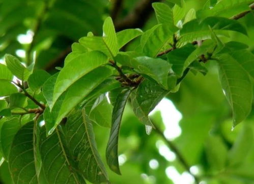 一剑封喉树是什么植物 见血封喉树叶子图片