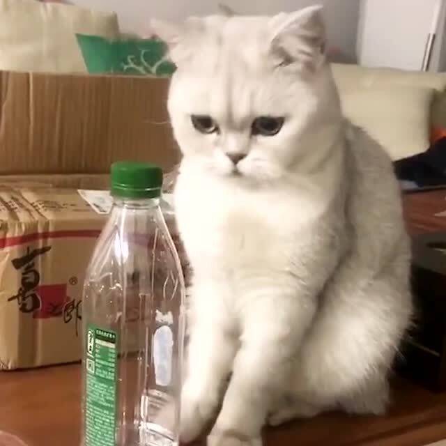 猫咪玩水瓶,主人一个眼神就懂了,这是一只神兽吧 