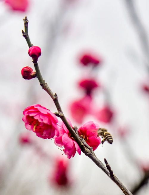 她是寒春里的一株 梅 ,让我们一起来倾听她花开的声音