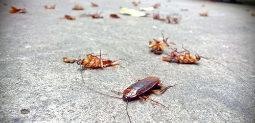 蟑螂生命力有多顽强,为什么说蟑螂不能踩死