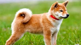 普贝斯 柴犬和秋田犬哪个犬种比较好养