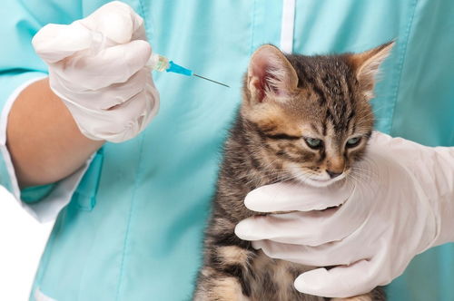 猫咪疫苗早知道