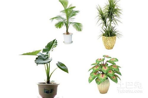 室内观赏植物常见类型