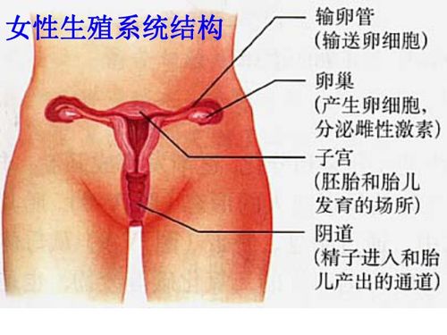 麋鹿的生殖和发育特点(麋鹿的生殖方式)