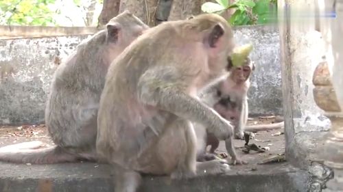 母猴一边吃东西瞅着猴儿,害怕被别的猴子欺负 