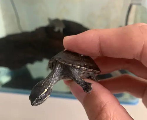 最好养的深水龟 麝香龟