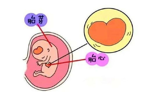 孕囊 胎芽 胎心到底有多重要