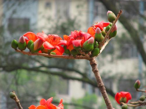 广州市花是什么花,广州市花是什么花