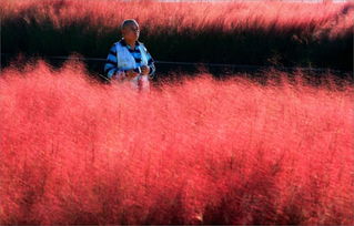 游客千里迢迢赶赴,抖音 网红花海 ,没想到看见的只是一堆杂草