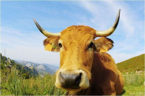 冥冥之中自有天意 85年生肖牛的后30年,佛说一切是天意