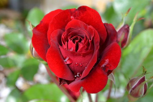 八种著名的玫瑰花,她们的名字及颜色寓意