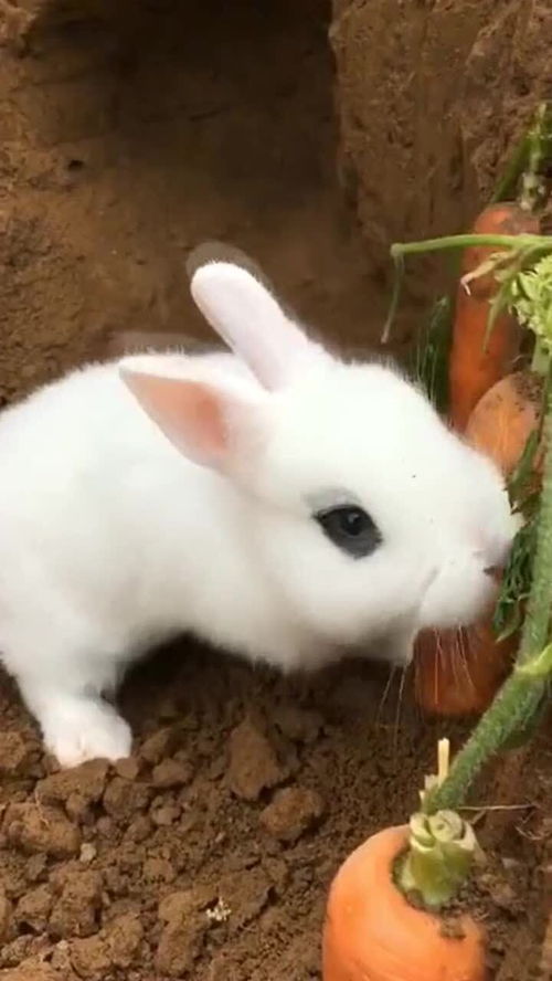 原来兔子喜欢吃蔬菜,不只是喜欢胡萝卜,涨见识了 