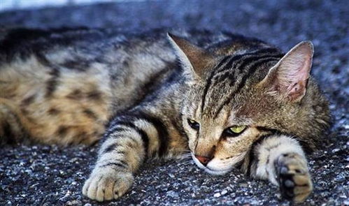 可爱的猫咪在澳洲却最为危险,还建成了世界上最长的 防猫长城