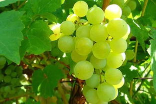 了解红酒首先得知道热搜的10大葡萄品种 