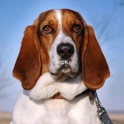 巴吉度犬这是一种相当古老的品种,由血犬是直接演化而来 狗 宠物 小红书 
