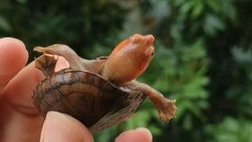 红面蛋龟小种大种区分？
