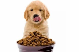 小狗20天可以加辅食吗 小狗崽什么时候喂辅食 