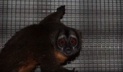 上海动物园又来新物种 秘鲁夜猴首次入驻