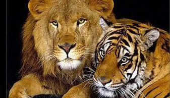 只限于议论 一对一对决,狮子和老虎谁更厉害