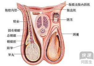 睾丸疼痛吃什么消炎药