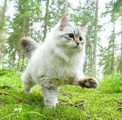 西伯利亚猫FLORA