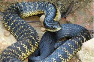全球十种最恐怖的蛇排名世界上最毒的10种蛇类 