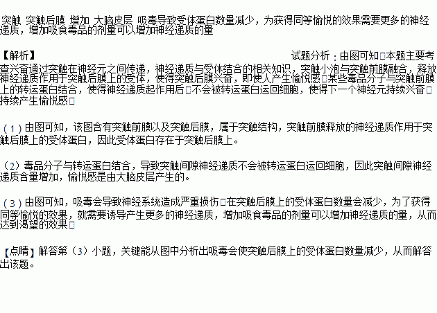 某些种类的毒品可以使人产生兴奋和愉悦感.经常吸食会对神经系统造成严重损伤并使人上瘾.下图表示某毒品的作用机理.回答问题 1 图示为 的亚显微结构示意图.受体蛋白存在于 