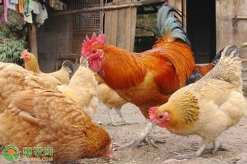 九斤黄鸡是什么品种 市场价多少钱一斤