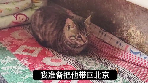 家里来新成员啦 从老家带来的小狸花猫,名字叫什么好呢