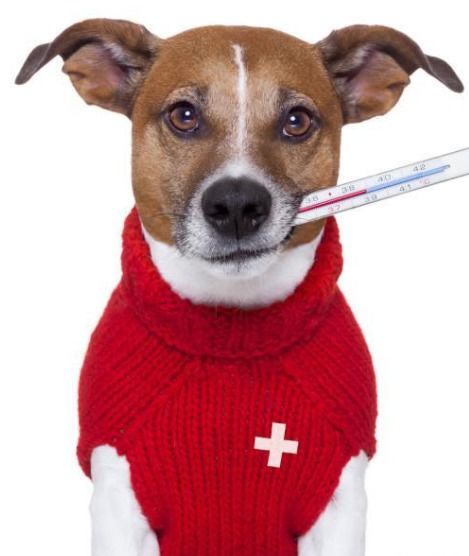 什么是狗狗疱疹 狗狗疱疹有什么症状 该怎么治疗
