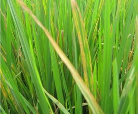 水稻细菌性条斑病的防治,噻森铜使用说明