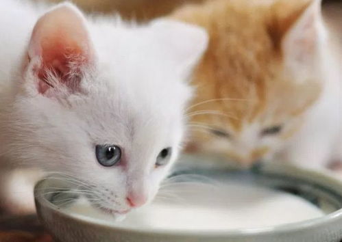 小猫究竟能不能喝牛奶 一般的猫不行,少数猫可以