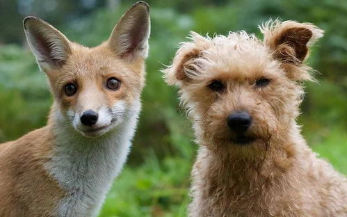 狗和狐狸长得那么像,它们有生殖隔离吗,能不能繁育出后代