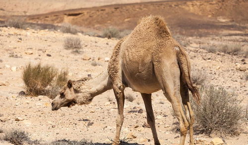 骆驼的驼峰中贮藏的是什么 这么多年都被骗了