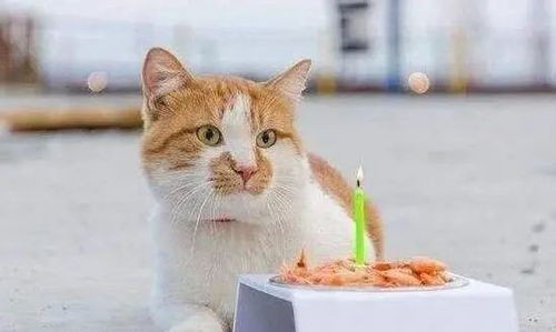 给猫咪过生日是一种什么体验