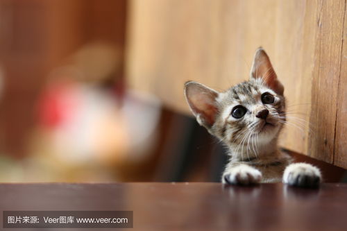 好奇猫curiosity cat photo 