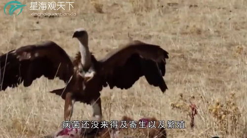 腐肉里含有大量病菌,为什么像秃鹫一类的食腐动物,吃了却没事 