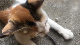 流浪猫求收养 长毛奶牛猫 现在后腿受伤 求上海地区好心人收养