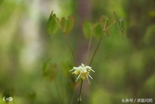 本草纲目 淫羊藿一名仙灵脾 