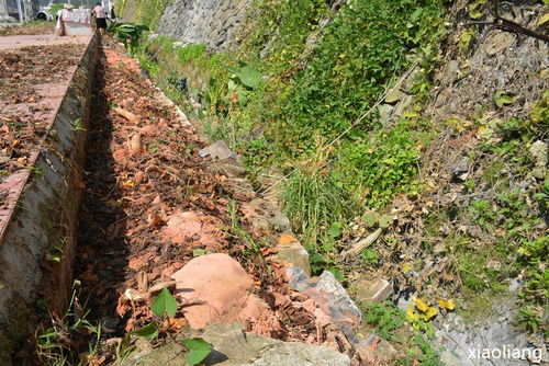 惊呆 德化一居民路边土沟种出超级大地瓜 一个重达20多斤 