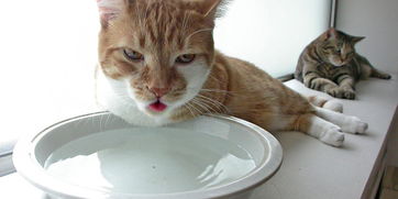 科学小知识 告别病猫,让猫咪多喝水的5个原则 