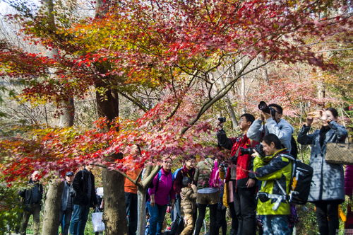 南京栖霞山什么时候看枫叶最好 栖霞山停车指南 (栖霞停车场管理系统)