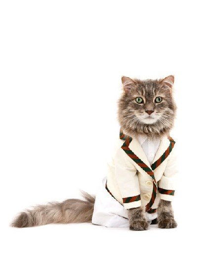 宠物猫爱时髦 爱它就来置华衣 