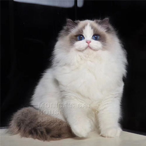 图 北京本地正规猫舍 猫咪包纯种包健康 可以签订合同 北京宠物猫 
