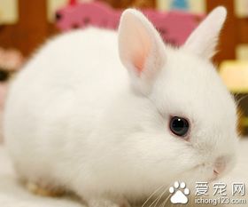 白色荷兰侏儒兔 是优良的宠物兔选择之一